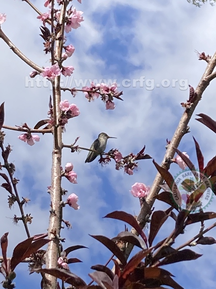 75 - Blooming Nectaplum branches w. Hummingbird - Linda K. Williams 2023.jpg