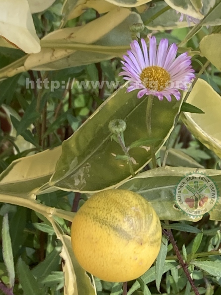 80 - Variegated Calamondin fruit w. pink daisy - Linda K. Williams 2023.jpg