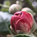 Feijoa blossom close up.jpg