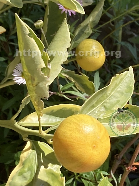 82 - 2 Variegated Calamondin fruits - Linda K. Williams 2023.jpg
