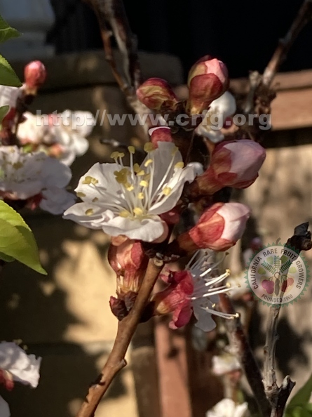 83 - Cot N Candy Aprium blossoms - Linda K. Williams 2023.jpg