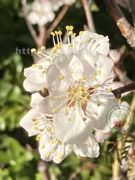 84 - Cot N Candy Aprium blossom close up - Linda K. Williams 2023.jpg