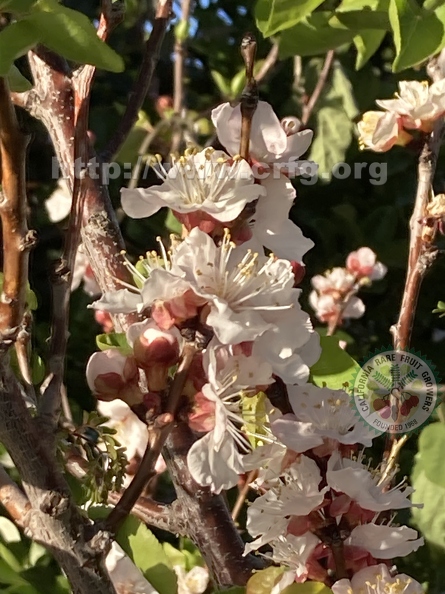 85 - Cot N Candy Aprium blossoms 2nd image- Linda K. Williams 2023.jpg