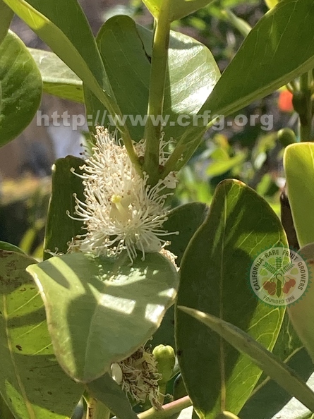 86 - Lemon Guava blossoms - Linda K. Williams 2023.jpg