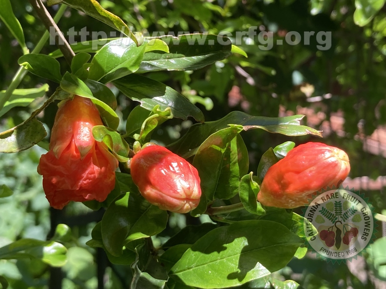 89 - Promising Ganesh Pomegranate blossom and buds - Linda K. Williams 2023.jpg