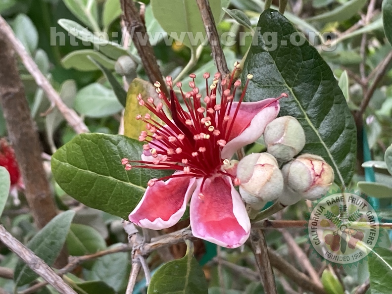 95 - Pineapple Guava blossom and buds 2nd image - Linda K. Williams 2023.jpg