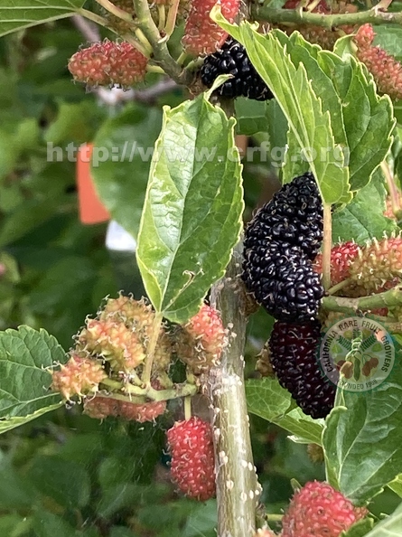 99 - Everbearing Dwarf Black Mulberries - stages of ripeness - Linda K. Williams 2023.jpg