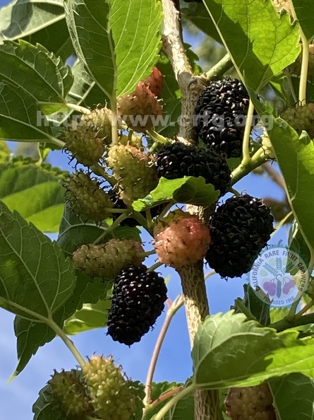 105 - Everbearing Dwarf Black Mulberries - stages of ripeness 5th image - Linda K. Williams 2023.jpg