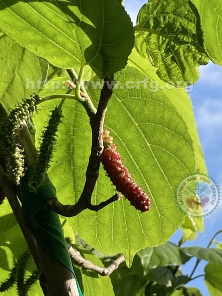 108 - Backlit ripening Himalayan Mulberries - Linda K. Williams 2023.jpg