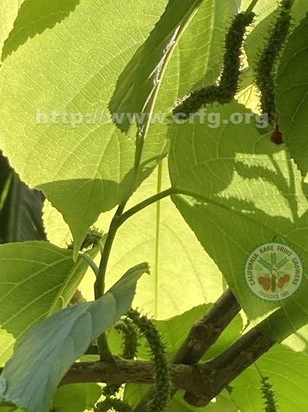 109 - Backlit ripening Himalayan Mulberries 2nd image- Linda K. Williams 2023.jpg