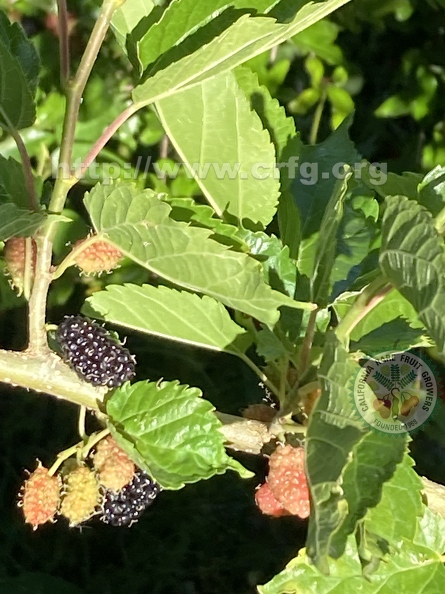 101 - Everbearing Dwarf Black Mulberries - stages of ripeness 3rd image - Linda K. Williams 2023.jpg