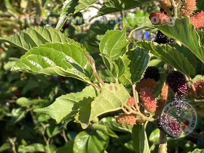 102 - Everbearing Dwarf Black Mulberries - stages of ripeness 4th image - Linda K. Williams 2023.jpg