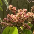 106 - Shaded view of Mango blossoms - Linda K. Williams 2023.jpg