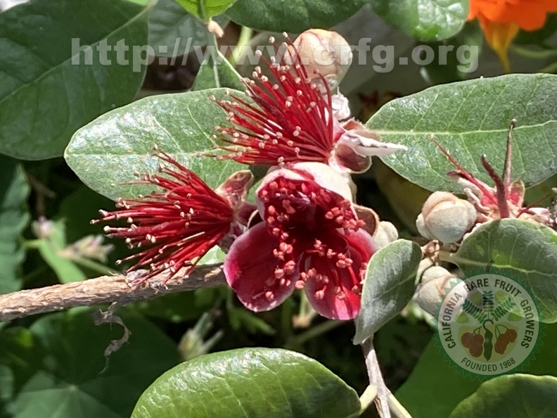 114 - Pineapple Guava blossoms and buds - Linda K. Williams 2023.jpg