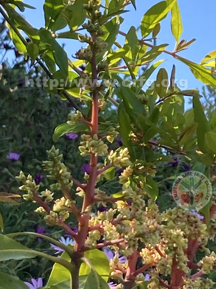 119 - Mango blossoms w. neighbors - new growth on Pomegranates plus African Daisies - Linda K. Williams 2023.jpg