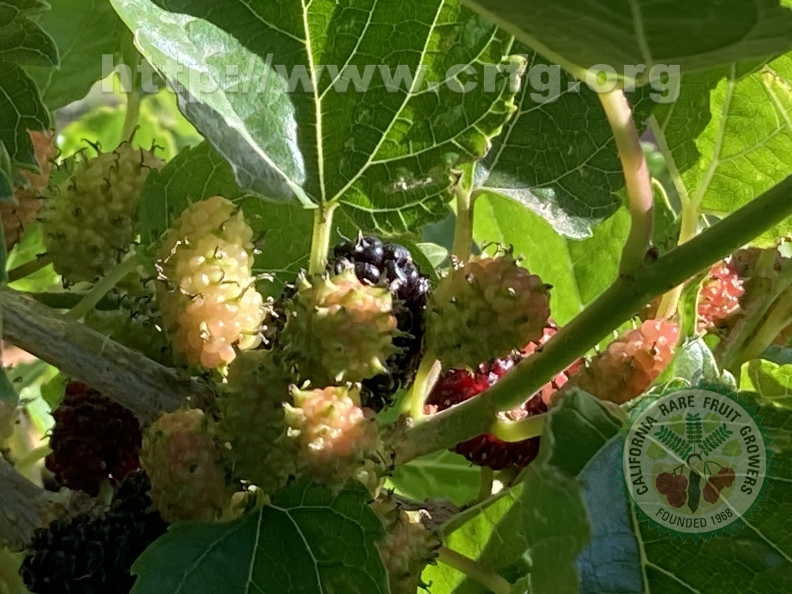 120 - shaded view of ripening Everbearing Dwarf Black Mulberries - Linda K. Williams 2023.jpg