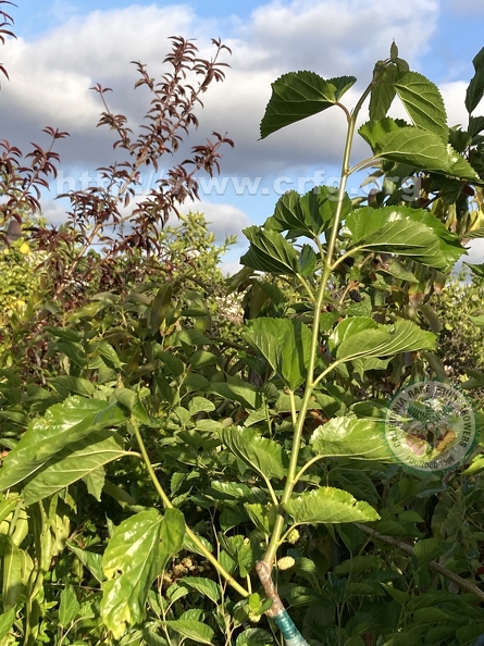 112 - enthusiastic recent graft of Easter Egg Mulberries w. fruit - purple foliage of Spice Z Nectaplum in background - Linda K. Williams 2023.jpg