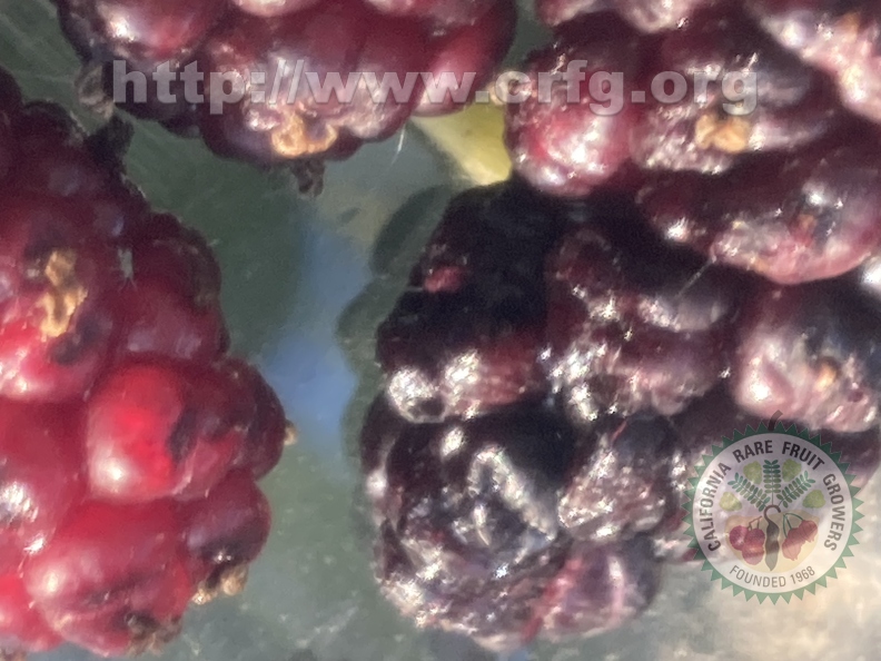 113 - close-up of Everbearing Dwarf Black Mulberries - Linda K. Williams 2023.jpg