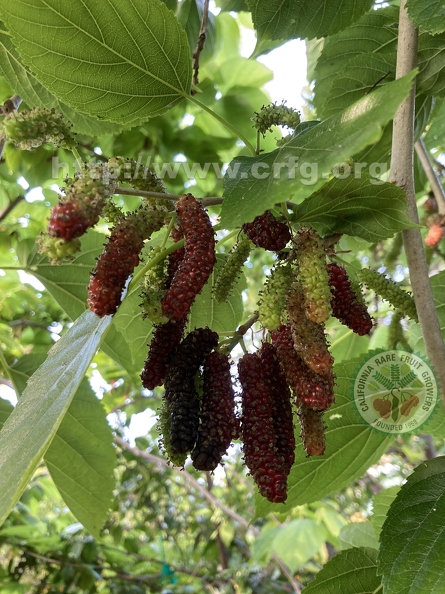 122 - Pakistan Mulberries in various stages of ripening - Linda K. Williams 2023.jpg