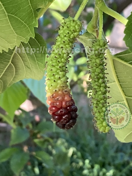123 - Pakistan Mulberry ripening in a tricolor way - Linda K. Williams 2023.jpg