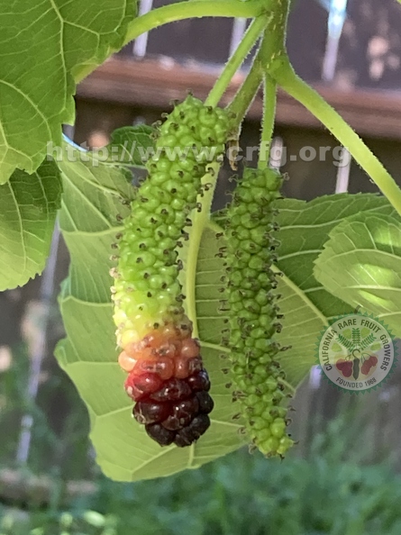 124 - Pakistan Mulberry ripening in a tricolor way 2nd image- Linda K. Williams 2023.jpg