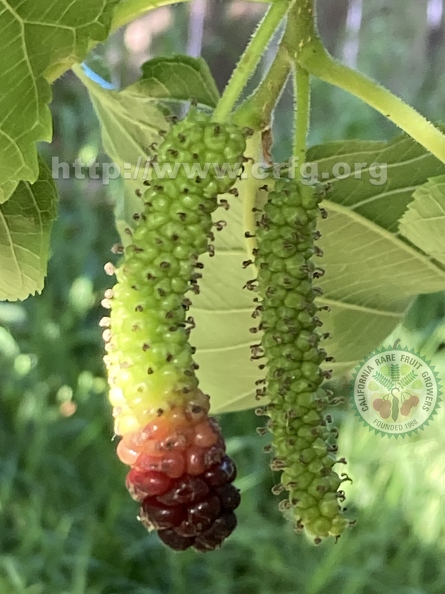 125 - Pakistan Mulberry ripening in a tricolor way 3rd image- Linda K. Williams 2023.jpg