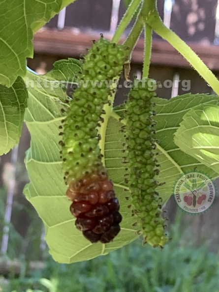 126 - Pakistan Mulberry ripening in a tricolor way 4th image - Linda K. Williams 2023.jpg