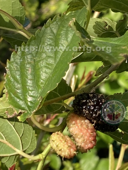 127 - Everbearing Dwarf Black Mulberries in various stages of ripening - Linda K. Williams 2023.jpg