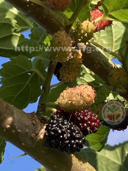 128 - Everbearing Dwarf Black Mulberries in various stages of ripening 2nd image - Linda K. Williams 2023.jpg
