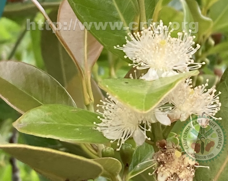 130 - Lemon Guava Blossoms - Linda K. Williams 2023.jpg