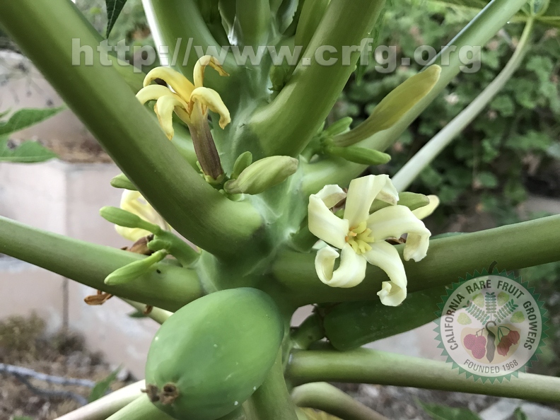 137 - Papaya Blossoms and baby fruit- Linda K. Williams 2023.JPG
