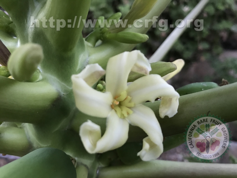 138 - Papaya Blossom - Linda K. Williams 2023.JPG