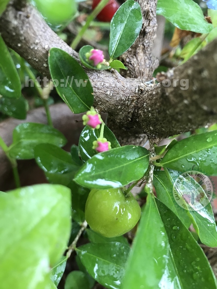 139 - Acerola flower buds and ripening fruit- Linda K. Williams 2023.JPG