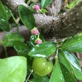139 - Acerola flower buds and ripening fruit- Linda K. Williams 2023.JPG