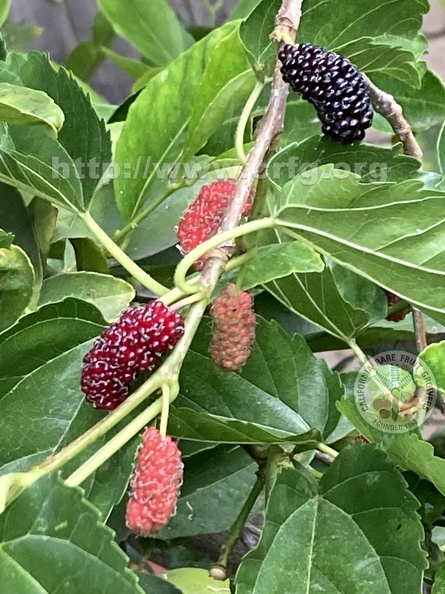 147 - Everbearing Dwarf Black Mulberries in various stages of ripening  - Linda K. Williams 2023.jpg
