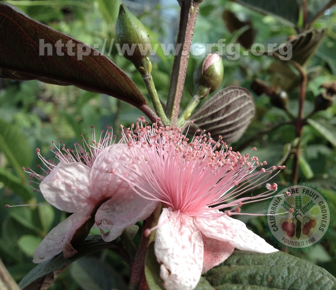 150 - Red Malaysian Guava blossoms and buds  - Linda K. Williams 2023.jpg