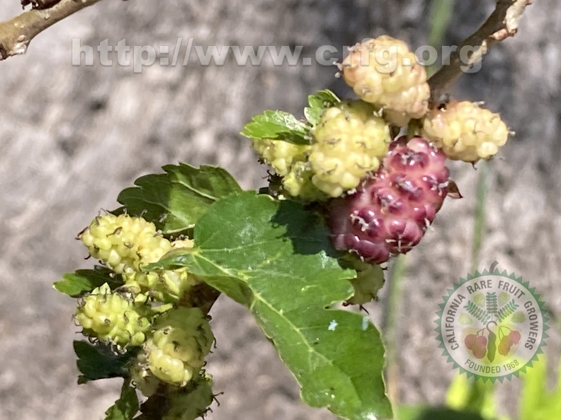 144 - Hardy Black Mulberries beginning to ripen 2nd image - Linda K. Williams  2023.jpg