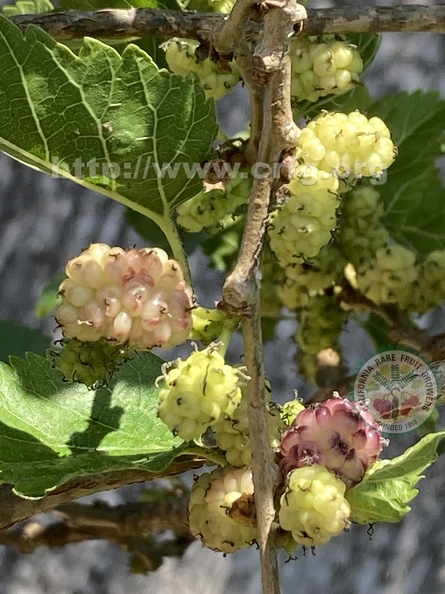 145 - Hardy Black Mulberries beginning to ripen 3rd image - Linda K. Williams 2023.jpg