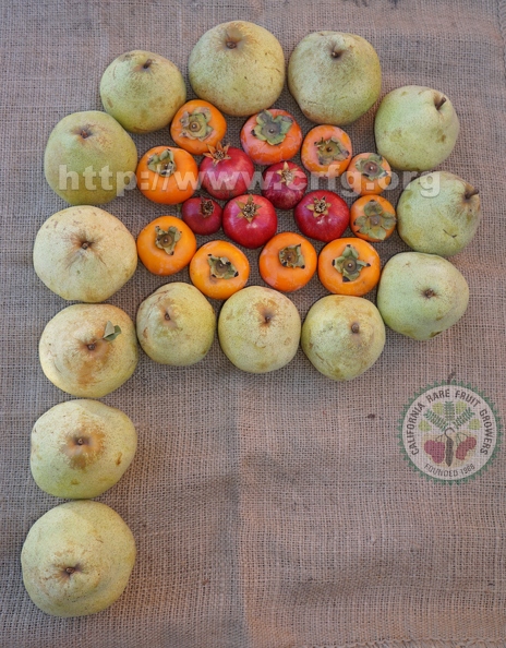 The 3 P's--Pears Pomegranates Persimmons