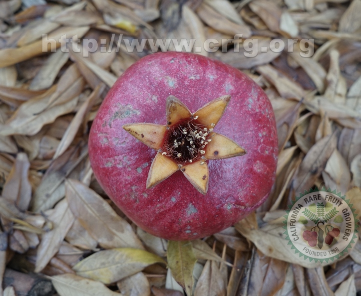 Pomegranates