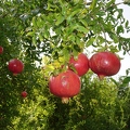 Pomegranates