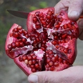 Pomegranates