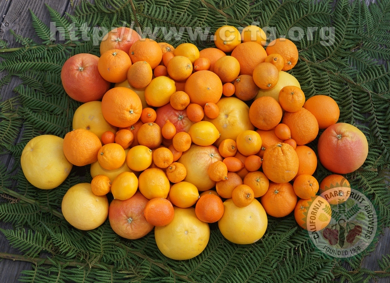 California grown citrus