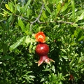 California grown citrus