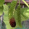 L108_Pakistan Mulberry ripening in a tricolor way 4th image.jpg