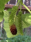 4th Place:  Pakistan Mulberry ripening in a tricolor way Linda K. Williams San Diego, CA