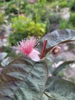 Thai Maroon Guava Flower Bloom