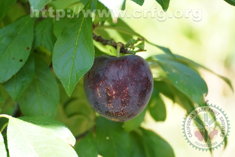 Burgundy Plum