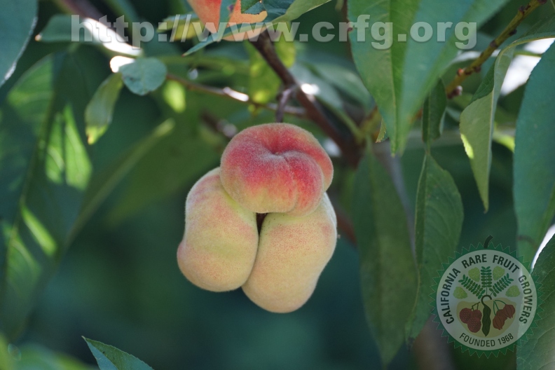 Donut Peach Triplets