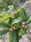 Medlars (Mespilus germanica)